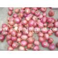 Fresh New Crop Cebola Vermelha